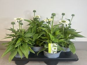 Echinacea White beauty (plant), pot 17cm, tray 4 stuks
