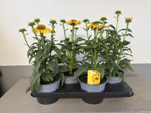 Echinacea Yellow, pot 17cm, tray 4 stuks