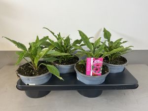 Echinacea Rosy, pot 17cm, tray 4 stuks