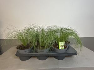 stipa pony tails, pot 14cm, per tray 6 stuks