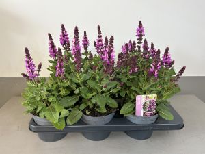 Salvia Marvel rose, pot 14cm, tray 6 stuks