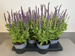 Salvia Ostfriesland, pot 17cm, tray 4 stuks