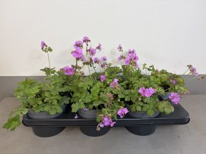 Geranium Karmina, pot 14 cm tray van 6 stuks.
