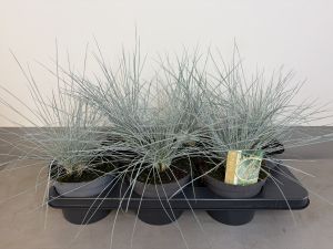 Festuca Elijah blue, pot 14 cm tray 6 stuks