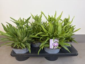 Stokesia Mega mells, pot 17 cm tray 4 stuks