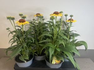 Echinacea Mango sunrise, pot 17 cm tray 4 stuks