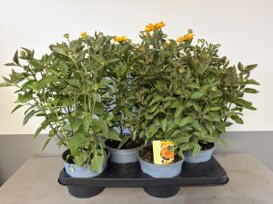 Heliopsis Sunset, pot 17cm, tray 4 stuks