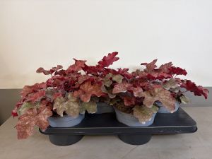 Heuchera Cranberry, pot 17cm, tray 4 stuks