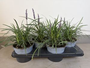 Liriope Amythist, pot 17, per 4 stuks