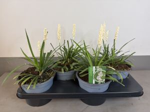 Liriope Monroe white, pot 17, per 4 stuks