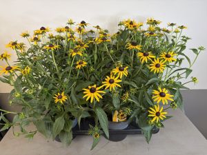 Rudbeckia Little goldstar, pot 17, per 4 stuks