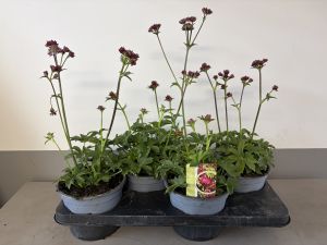 Astrantia Magical red, pot 17cm, tray 4 stuks