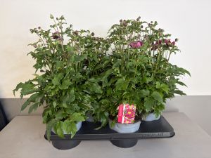 Anemone Ariel, pot 17cm, tray 4 stuks