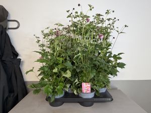 Anemone jasmine, pot 17cm, tray 4 stuks