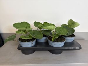Brunnera Macrophylla, pot 17cm, tray 4 stuks