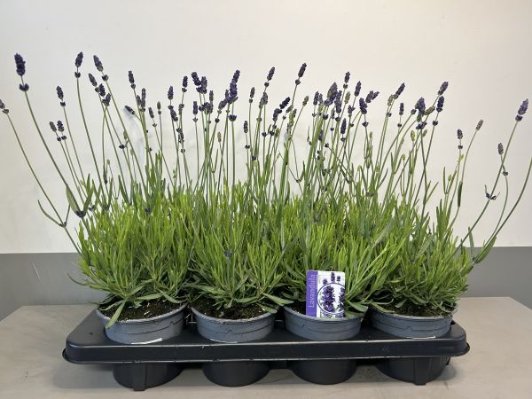 Lavandula Hidcote, pot 13 cm per tray van 8 stuks