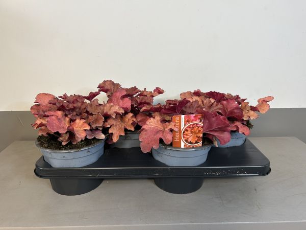 Heuchera Boysenberry, pot 17cm, tray 4 stuks