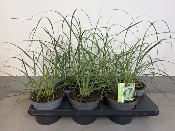 Pennisetum Hameln, pot 14 cm tray 6 stuks