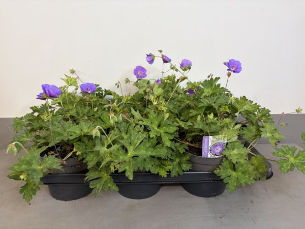 Geranium Rozanne, pot 14 cm tray 6 stuks.