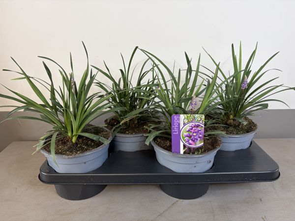 Liriope Royal Purple, pot 17, per 4 stuks
