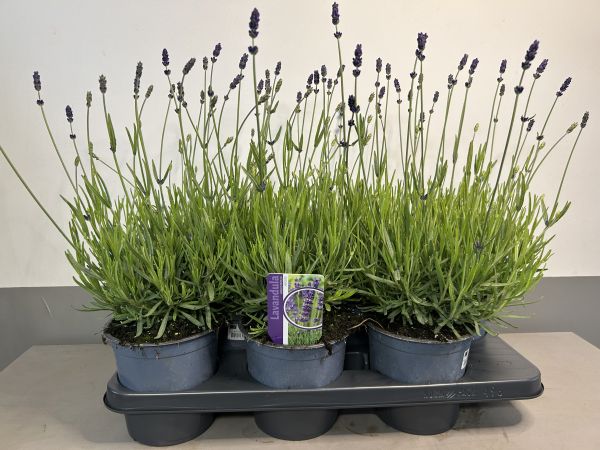 Lavandula Hidcote, pot 15 cm per tray van 6 stuks.