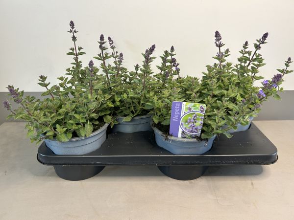 Nepeta Purssian Blue, pot 17cm, per 4 stuks.
