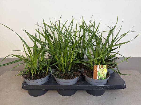 Carex Irish Green, pot 14 cm, tray 6 stuks