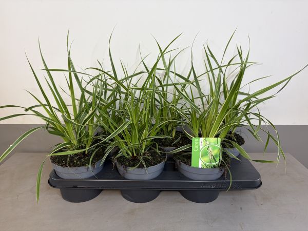 Carex Ice Dance, pot 14 cm tray 6 stuks