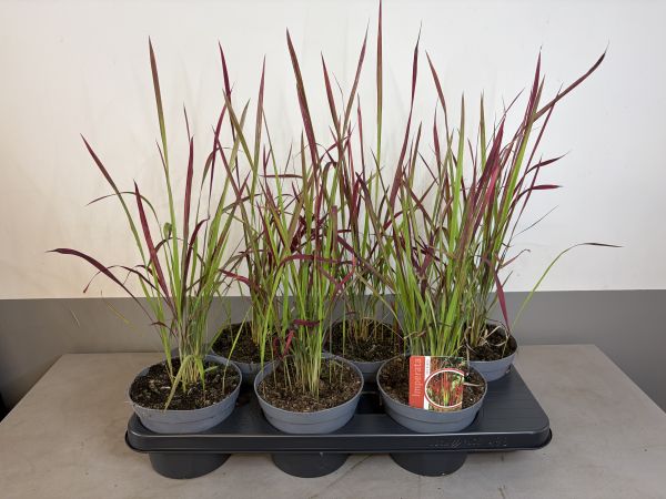 Imperata Red Baron, pot 14, per 6 stuks