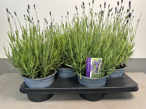 Lavandula Hidcote, pot 17 cm, tray 4 stuks