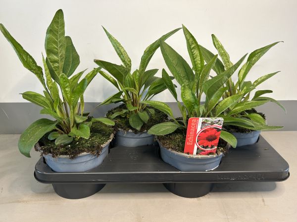 Echinacea Scarlet, pot 17cm, tray 4 stuks