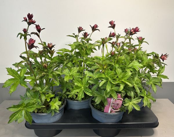 Astrantia Cerise Button, pot 17cm, tray 4 stuks