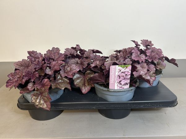 Heuchera Pink panter, pot 17cm, tray 4 stuks