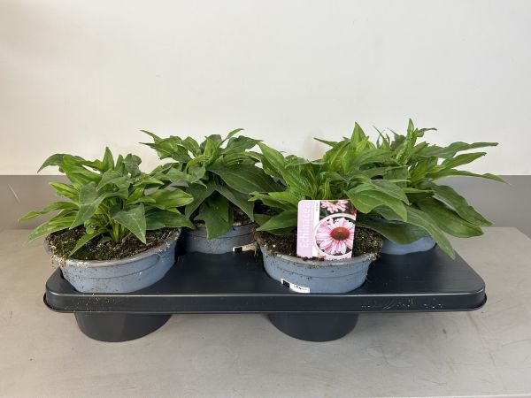 Echinacea Blush, pot 17cm, tray 4 stuks