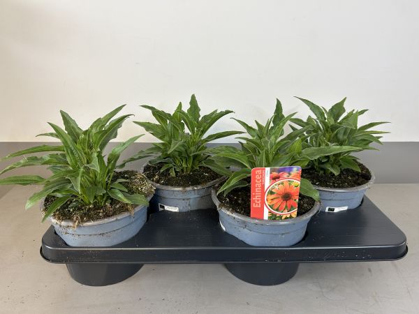 Echinacea Coral, pot 17cm, tray 4 stuks