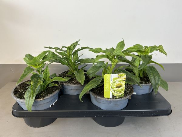 Echinacea Apple green, pot 17 cm, tray 4 stuks