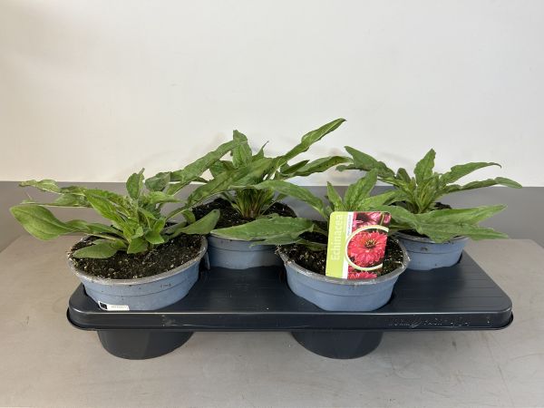 Echinacea Pink grapefruit, pot 17cm, tray 4 stuks