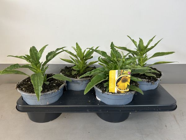 Echinacea Citrus, pot 17cm, tray 4 stuks