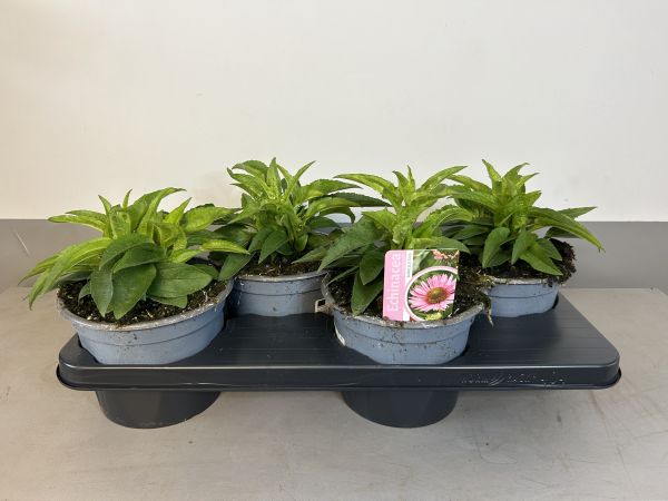 Echinacea Bubblelicious, pot 17cm, tray 4 stuks