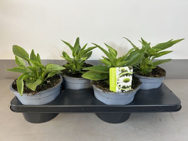 Echinacea White beauty, pot 17cm, tray 4 stuks