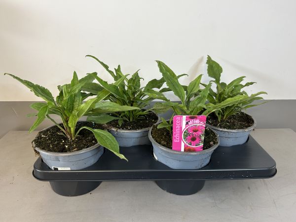 Echinacea Rosy, pot 17cm, tray 4 stuks