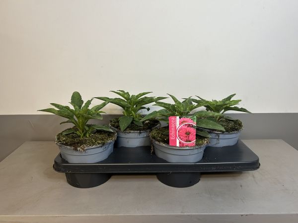 Echinacea Sweet fuchsia, pot 17cm, tray 4 stuks