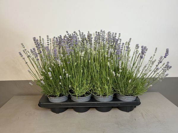 Lavendel Think twice, 13cm, 8 per tray