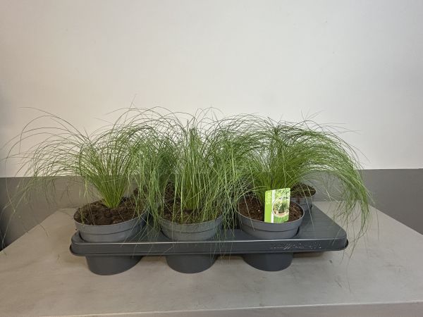stipa pony tails, pot 14cm, per tray 6 stuks