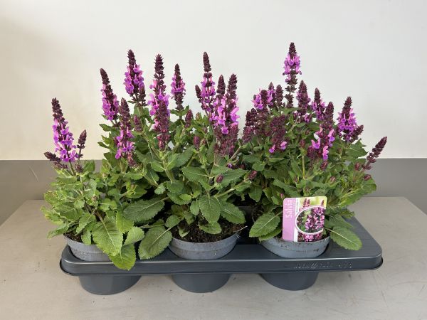 Salvia Marvel rose, pot 14cm, tray 6 stuks