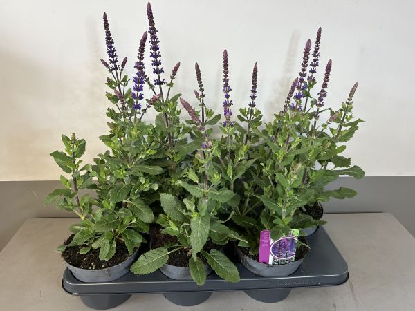 Salvia Caradonna, pot 14cm, tray 6 stuks