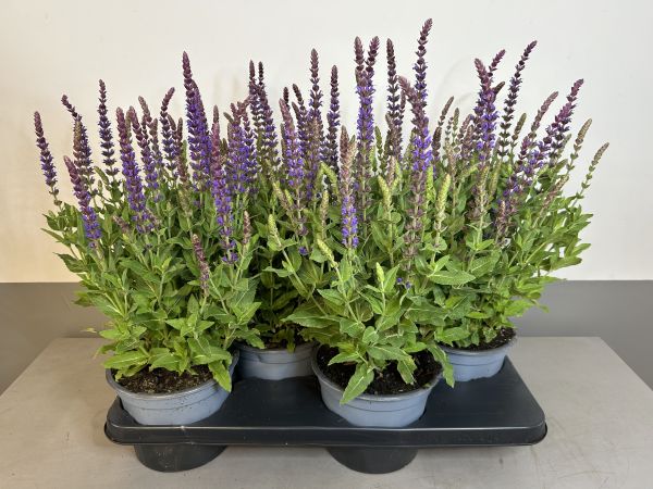 Salvia Ostfriesland, pot 17cm, tray 4 stuks