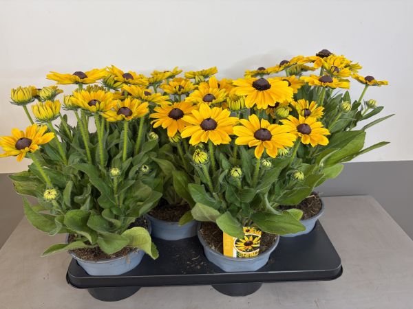 Rudbeckia Sunsprint gabby, pot 17 cm tray van 4 stuks