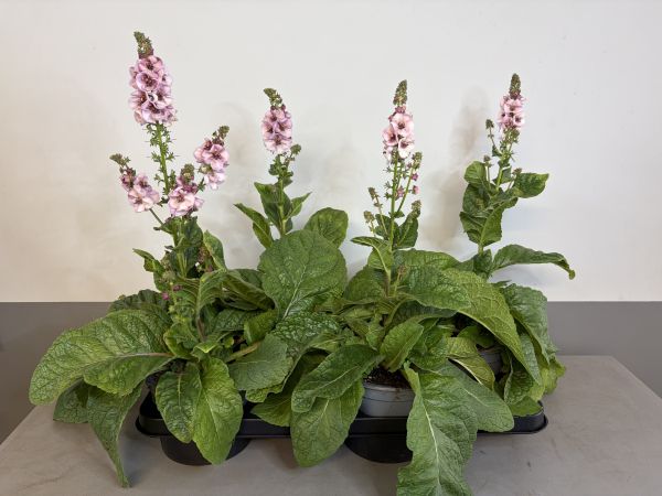 Verbascum Lavender lass, pot 17 cm tray van 4 stuks