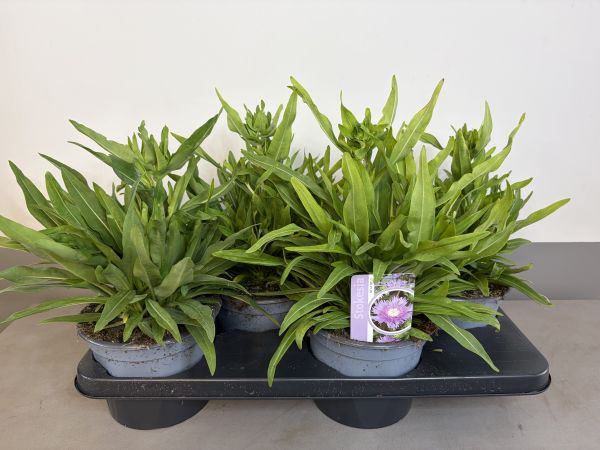 Stokesia Mega mells, pot 17 cm tray 4 stuks